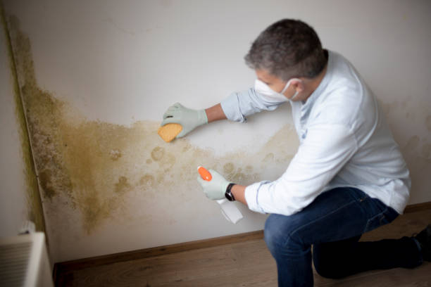 Best Emergency Mold Remediation  in Conroe, TX